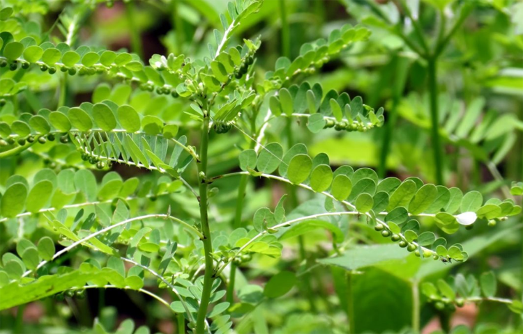 Diệp Hạ Châu (Chó Đẻ Thân Xanh - Phyllanthus amarus)